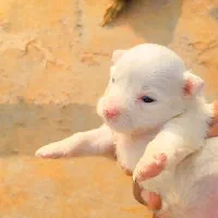 سگ پشمالو واگذار