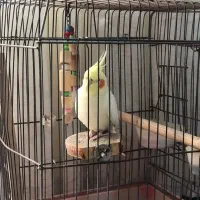 عروس هلندی نر|پرنده|کوهدشت, |دیوار