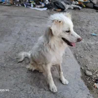 سگ گمشده
