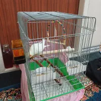 پرنده