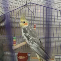 عروس هلندی زیر قیمت