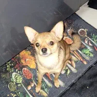 میکس وماده میکس شی واوا با پامر|سگ|تهران, سهروردی|دیوار