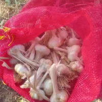فروش سیر سفید