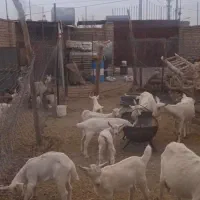 بزسانن|حیوانات مزرعه|جلگه ماژان, |دیوار