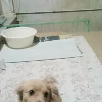 سگ خانگی پامر|سگ|قم, نخودی|دیوار