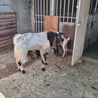 بزغاله نر پاکستانی