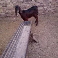 ۲ عدد بزغاله ماده جنس دار فروشی|حیوانات مزرعه|تربت جام, معدآباد|دیوار