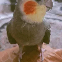 عروس هلندی|پرنده|قدس, شهرقدس|دیوار