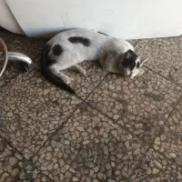 گمشده|گربه|قدس, شهرقدس|دیوار