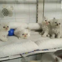 توله گربه پرشین . فلت . سوپر فلت اگزوتیک لانگ هیر