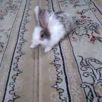 خرگوش  خوشکل سالم