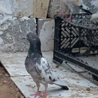 پاکستانی ساعتی