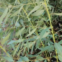 اکالیپتوس چوب سفید یک ساله|گل و گیاه طبیعی|اهواز, نادری|دیوار