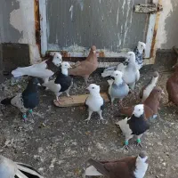 کفتر ساده سرخ طوقی زرد کرمانی پشت بال سیاه|پرنده|تربت‌حیدریه, بالا ولایت|دیوار