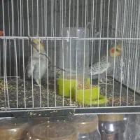 عروس هلندی پرو بال صاف