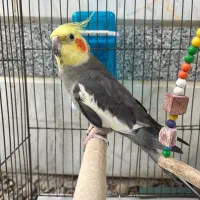 عروس هلندی نرو ماده جفت خورده