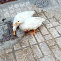 اردک