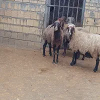 میش و بره|حیوانات مزرعه|الشتر, |دیوار