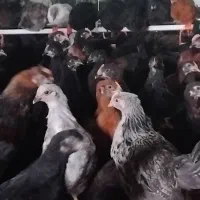 جوجه گلپایگان