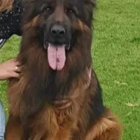 توله کینگ ساز ژرمن شپرد شولاین|سگ|شهر بابک, |دیوار