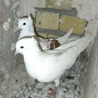 گرده دار کبوتر|پرنده|بروجرد, |دیوار