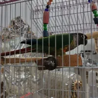 طوطی گیرینچیک سخنگو