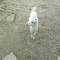 بز سانن ومعمولی|حیوانات مزرعه|فریمان, |دیوار