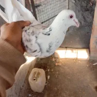 کبوتر سار|پرنده|قرق, |دیوار