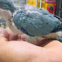 فروش جوجه راهب آبی
