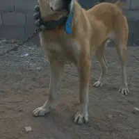 ماده ۷ماهه الابای سگ