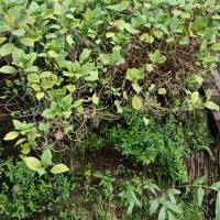 زمین ۹۰متری دوبر