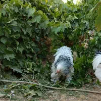 خروس برهما|حیوانات مزرعه|بن, |دیوار