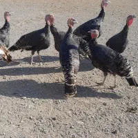 بوقلمون وغاز طبیعی|حیوانات مزرعه|ارشق, |دیوار