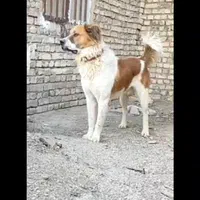 سگ قدرجونی|سگ|اصفهان, پرتمان|دیوار