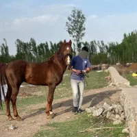 اسب