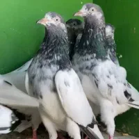 پاکستانی درجه یک|پرنده|میناب, |دیوار