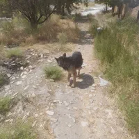 سگ ژرمن