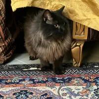 فروش گربه مینکون+ پرشین|گربه|کرمان, |دیوار