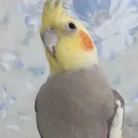 عروس هلندی نر سخنگو