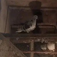 کبوتر نر جوان|پرنده|گرمی, |دیوار