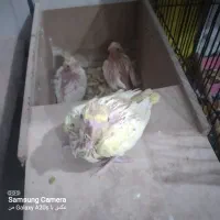 سرلاکی پاریس|پرنده|کارون, |دیوار