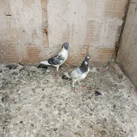 ابلق .طوقی .سینه