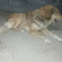 سگ شکاری گرگی مو بلند