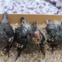 جوجه سرلاکی عروس هلندی|پرنده|جنت, |دیوار