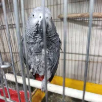 25 تا کاسکو جدید موجود شده ارزون