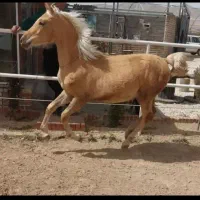 کره مادیان سمند/نوه شکار شریف