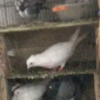 کبوتر پیدا شده کاکل|حیوانات|آستانه اشرفیه, |دیوار