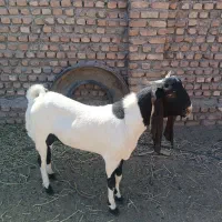 نر بز پاکستانی اصل