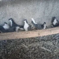 کبوتردمگیر|پرنده|برخوار, |دیوار