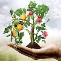 کود ارگانیک کشاورزی (با تضمین) 30٪ افزایش مصحول